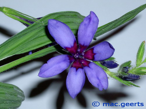 Babiana angustifolia